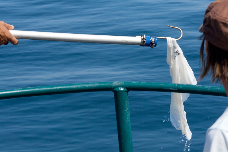 Plastic bags pollute the seas