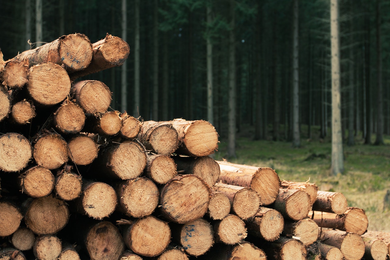 There is an abundance of timber in European forests